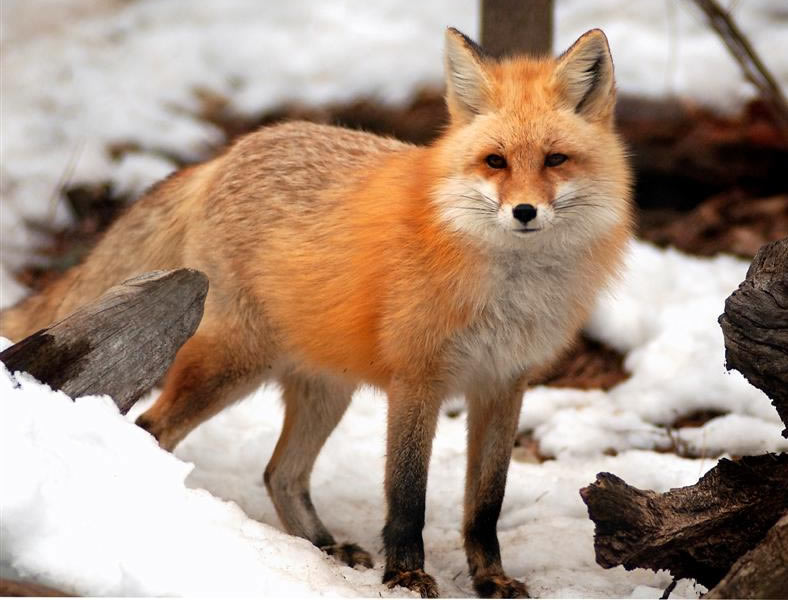All About Animal Wildlife: Red Fox photos-Images and Information 2012