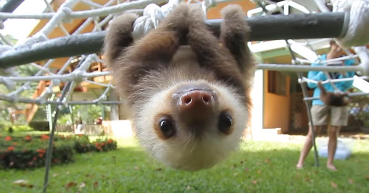 Watch Rescued Baby Sloths Have A Conversation And Try Not To Smile