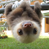 Watch Rescued Baby Sloths Have A Conversation And Try Not To Smile