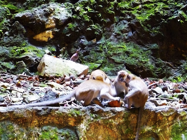 monkeys at batu caves