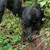Gorillas have been observed seeking out and destroying poachers’ snares after an infant in their group was killed