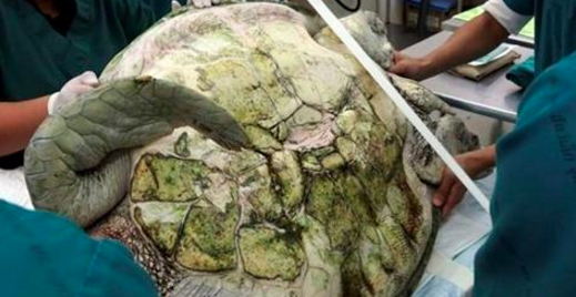 Quand ils ouvrent l'estomac de cette tortue, les vétérinaires n’en croient pas leurs yeux. Ce qu’ils trouvent est abominable.