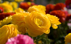 yellow rose cool garden wallpapers wide desktop