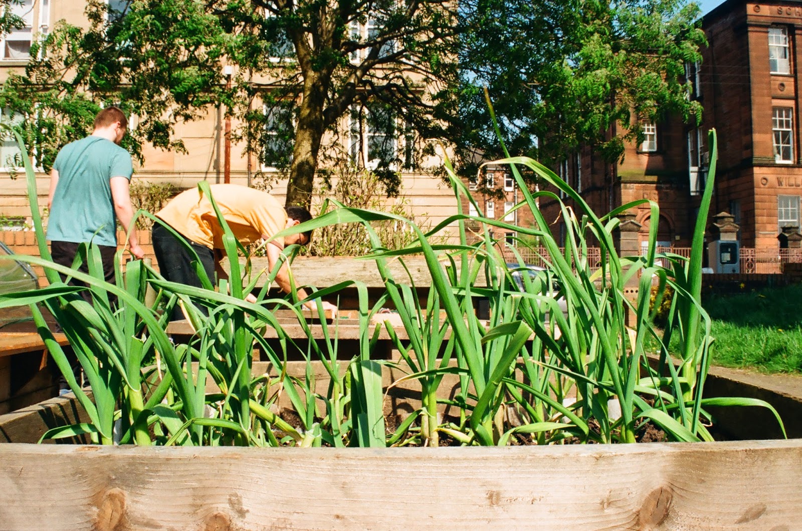 Willowbank Community Garden