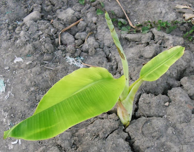Getah pohon pisang bisa untuk obat luka ringan