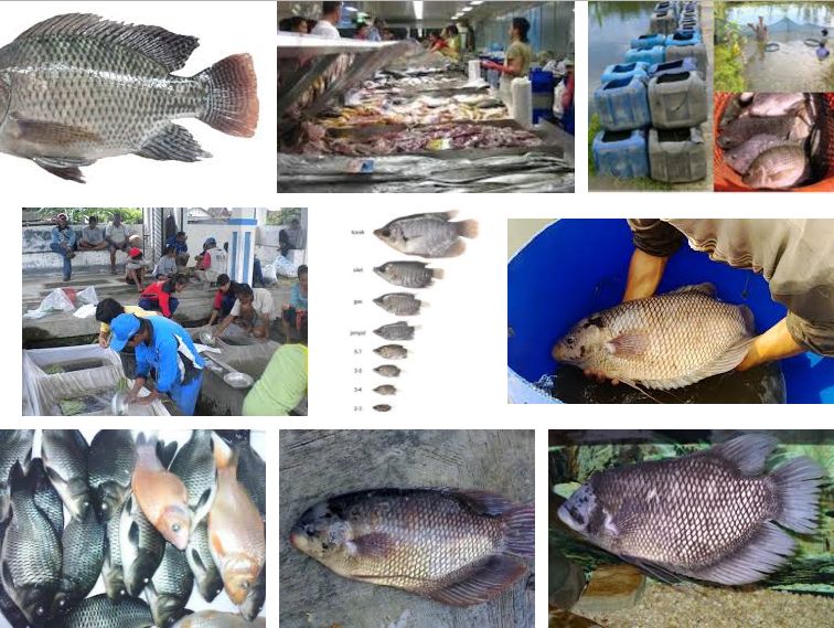 Tips Pemasaran Ikan Gurame yang Menguntungkan Tips Pemasaran Ikan Gurame yang Menguntungkan