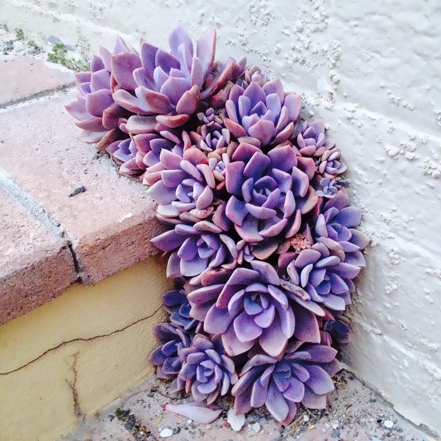 Purple power, how gorgeous are these?!!? - Life Finds A Way. 25 Plants That Just Won't Give Up