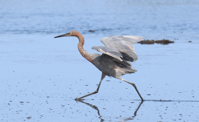 Reddish Egret Reddish Egret