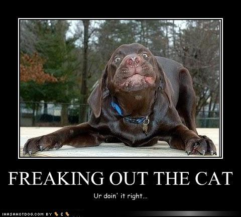 Funny Animal Pics That Make Me Laugh And Will Hopefully Make You Smile Funny Animal Pics That Make Me Laugh And Will Hopefully Make You Smile