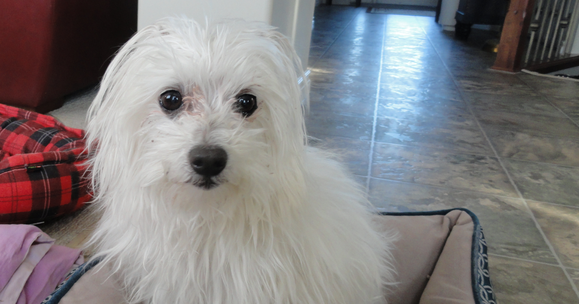 Maltese Care Grooming Maltese Dog Tips