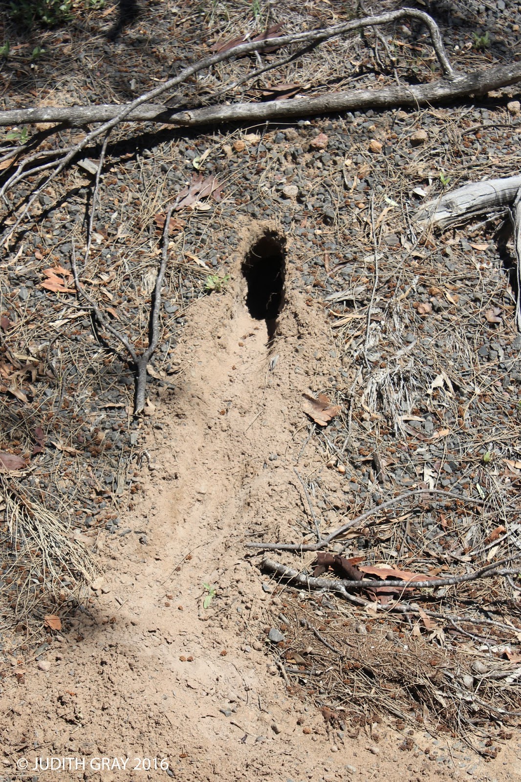 Sand Burrows of the Gould's Goanna