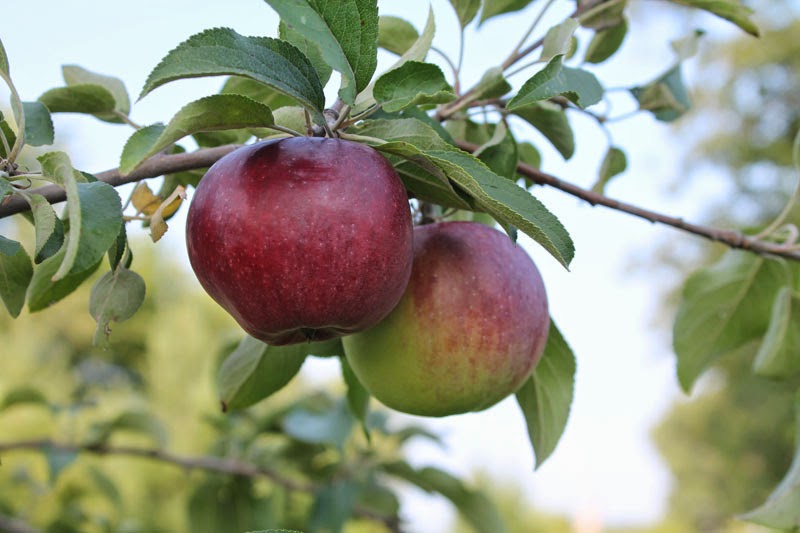 Antiquity Oaks Apples!