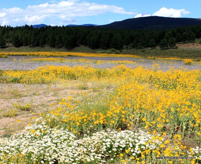 angel fire nature walk