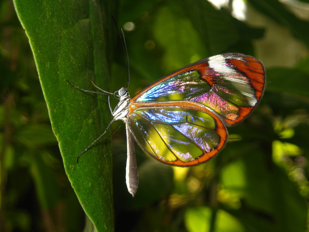 Save Our Beautiful Mother Nature Glass Winged Butterfly save-our-beautiful-mother-nature-glass-winged-butterfly