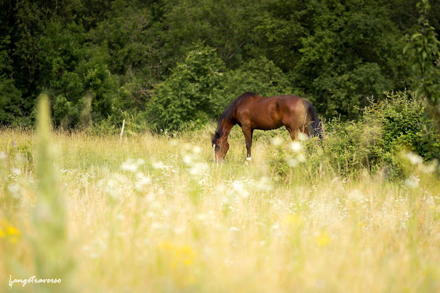 Cheval, prairie en Haute-Savoie