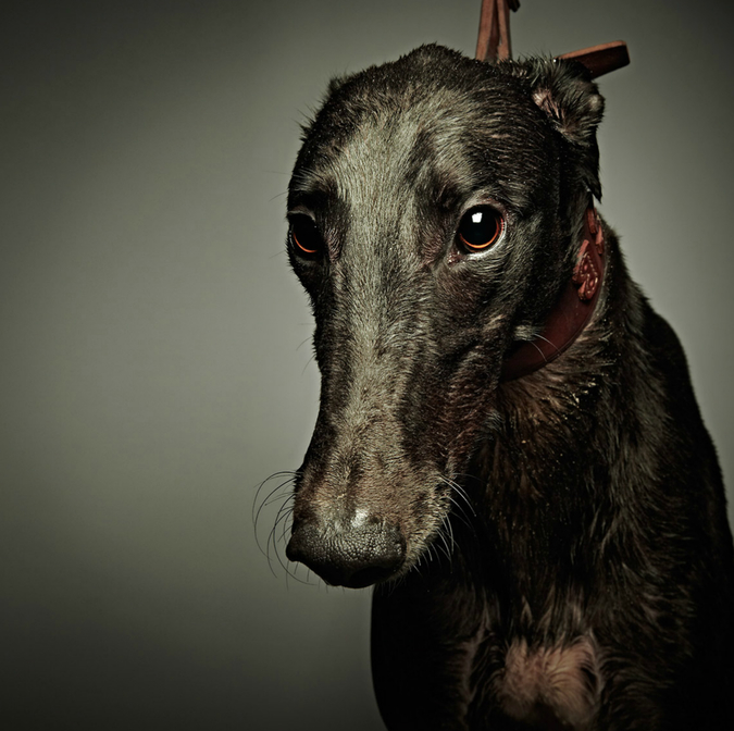 Notes from the Pack - bulletins from the dog world. Toby Dixon's incredible greyhound portraits