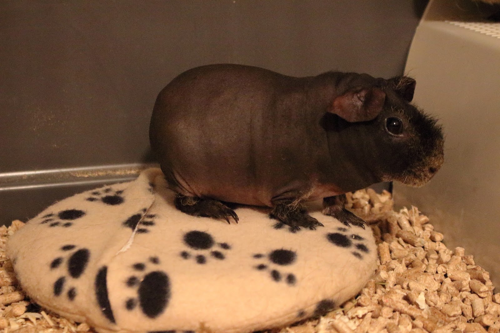 Peppa The Skinny Pig