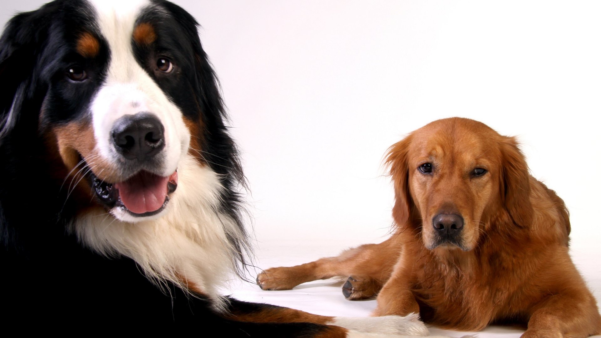 bernese mountain and golden retriever bernese mountain and golden retriever hd wallpapers 4k macbook and desktop bernese mountain and golden retriever bernese mountain and golden retriever hd wallpapers 4k macbook and desktop