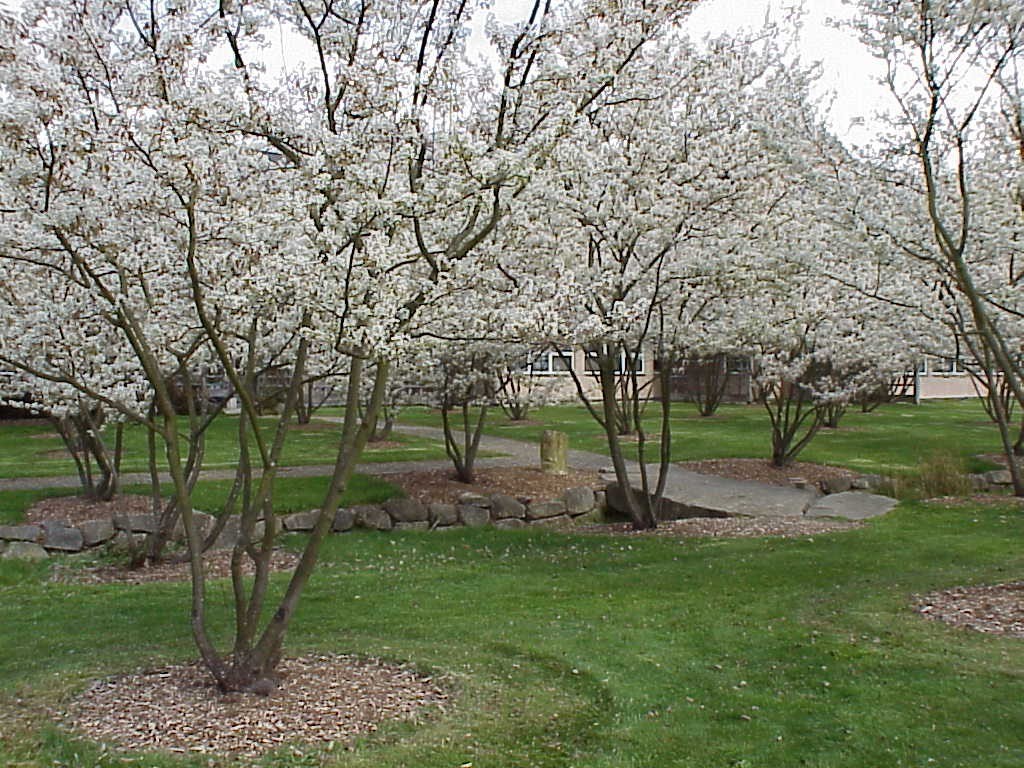 Autumn Brilliance Serviceberry Buy Online at Nature Hills