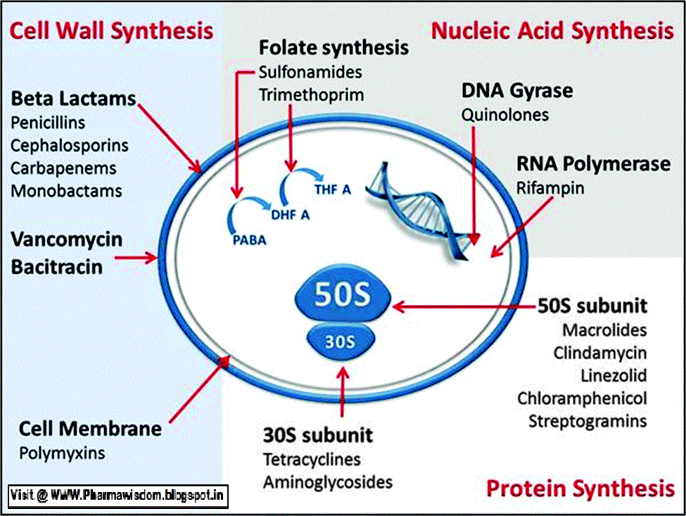 PHARMA WISDOM Mechanism of Action of Chemotherapeutic drugs