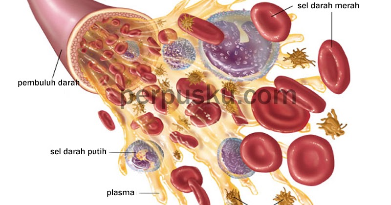Bagian bagian Darah  Plasma Sel  Darah  Merah  Sel  Darah  Putih 