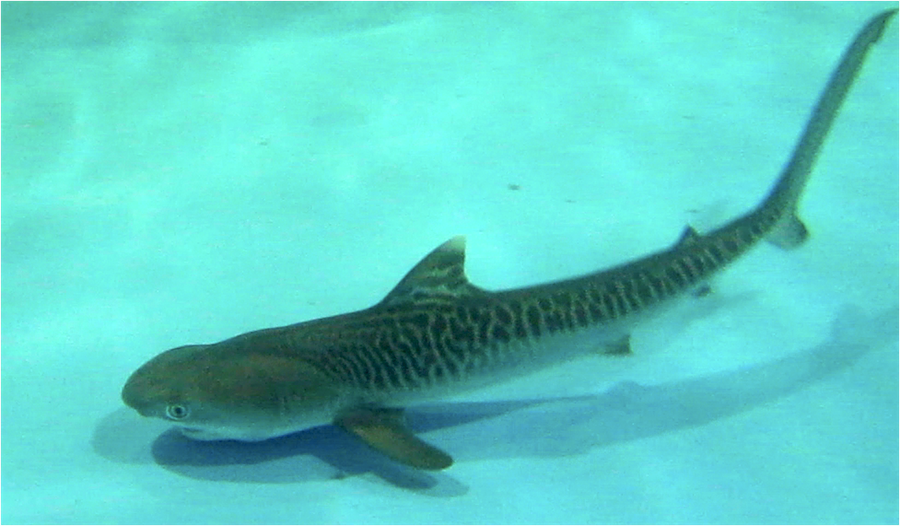 tiger sharks The tiger shark (galeocerdo cuvier) is a species of requiem shark tiger sharks feed mainly on bony fish, rays, squid, crustaceans, seals, and dolphins. tiger sharks The tiger shark (galeocerdo cuvier) is a species of requiem shark tiger sharks feed mainly on bony fish, rays, squid, crustaceans, seals, and dolphins.