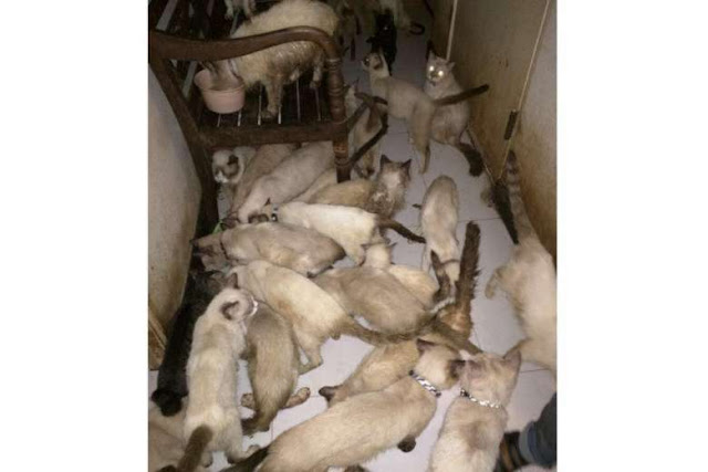 Woman found with 94 cats in flat singapore