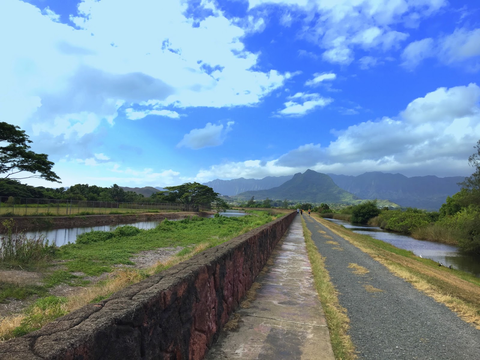 Aloha from Hawaii: A walk through Kawainui Marsh Trail: Wetland of