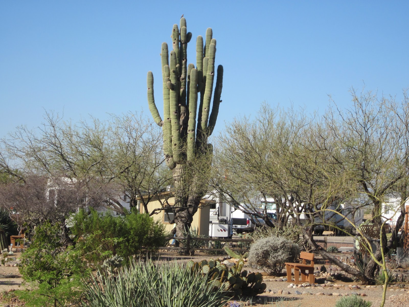 Sandy's Blog Sights at North Ranch, Congress AZ