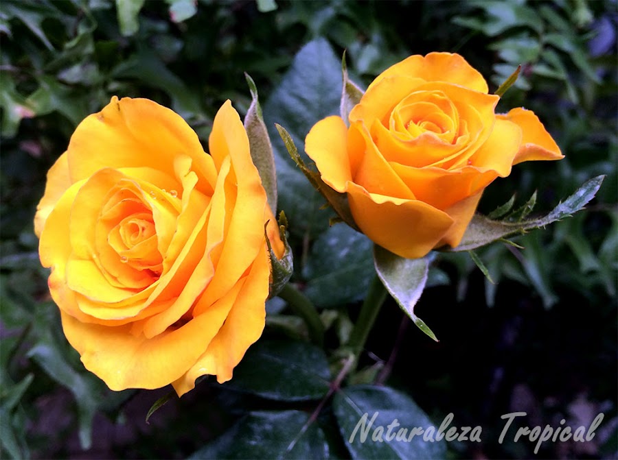 Variedad amarilla de la flor de una rosa