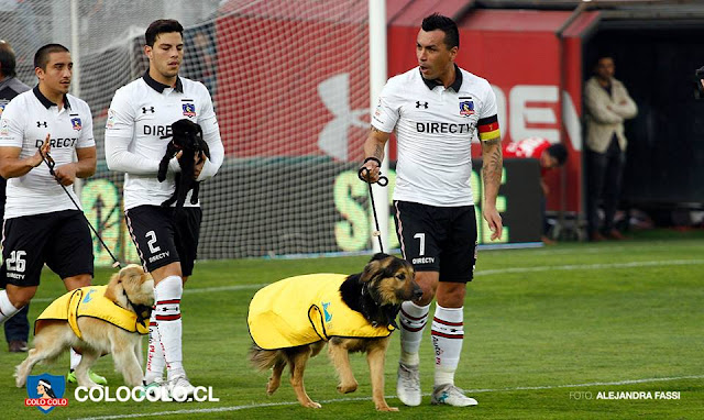 Jogadores do Colo Colo entram em campo com cachorros disponíveis para adoção
