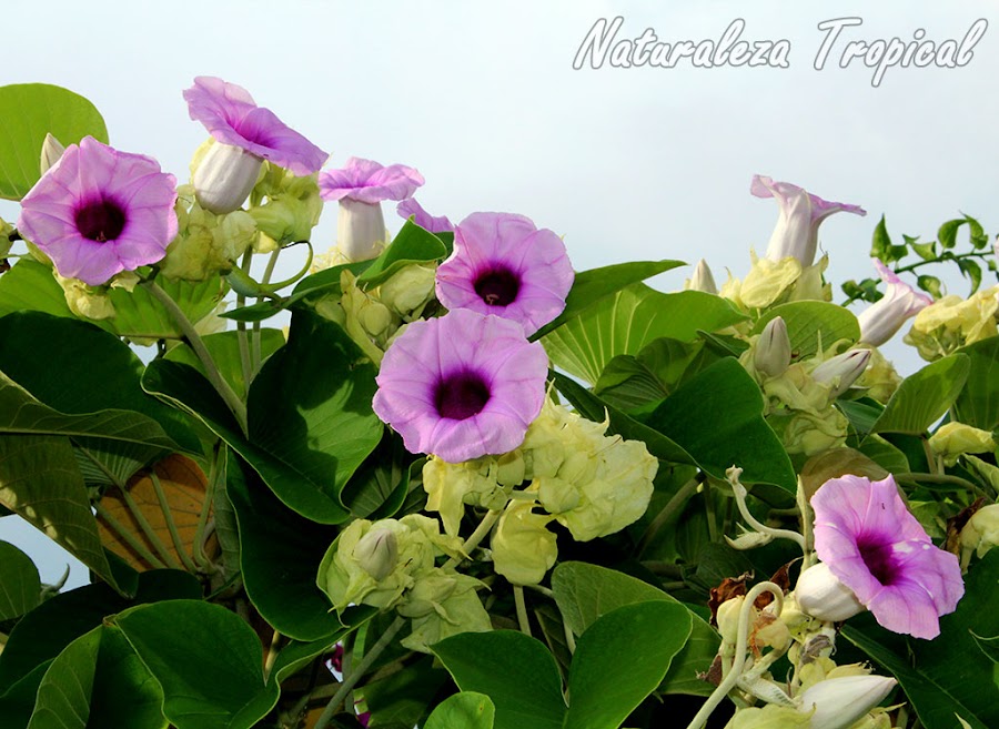 Flores características de una especie del género Ipomoea, plantas trepadoras por excelencia