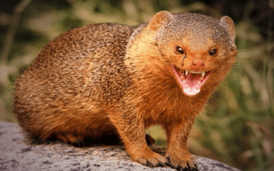 Download Bunyi Garangan Mp3 Liar Untuk Pikat