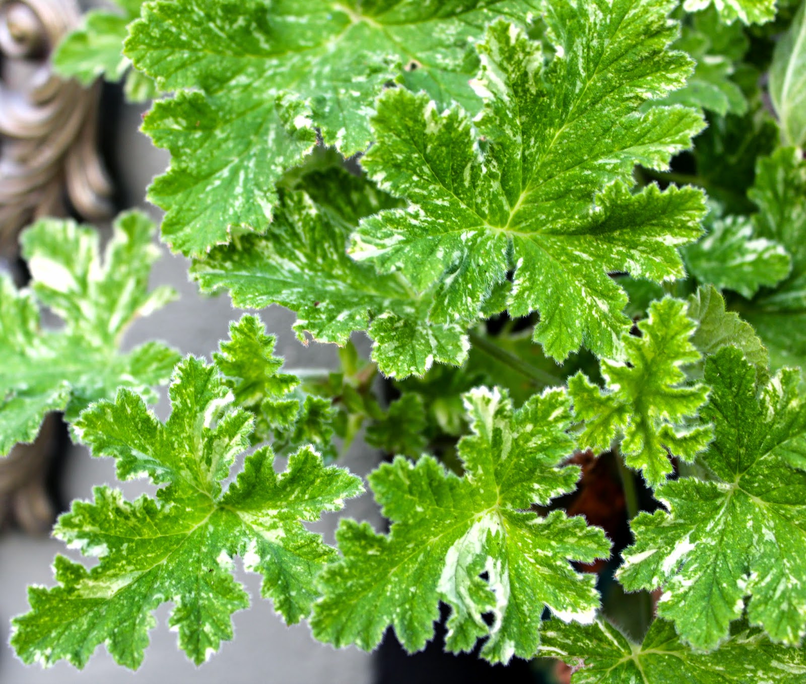 Florez Nursery: Pelargonium 'Snowflake'