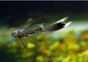 Ikan Sapu Sapu Longfinned Bristlenose Pleco
