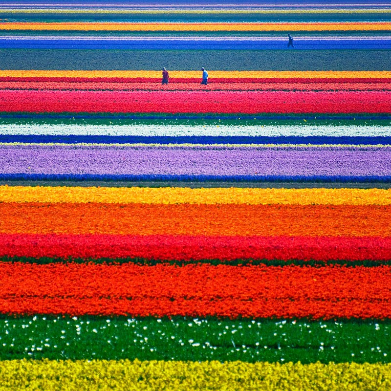 Tulip Fields – Netherlands - Here Are 20 Unbelievable Places You Would Swear Aren’t Real… But They Are.