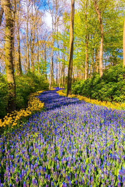 Keukenhof Gardens - Tulip Heaven in the Netherlands - a MUST if you are in Europe in the spring. The most amazing garden EVER! Keukenhof Gardens - Tulip Heaven in the Netherlands - a MUST if you are in Europe in the spring. The most amazing garden EVER!
