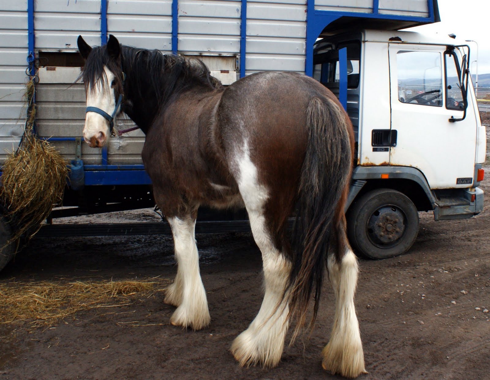 Tour Scotland Tour Scotland Photograph Clydesdale Horse March 26th