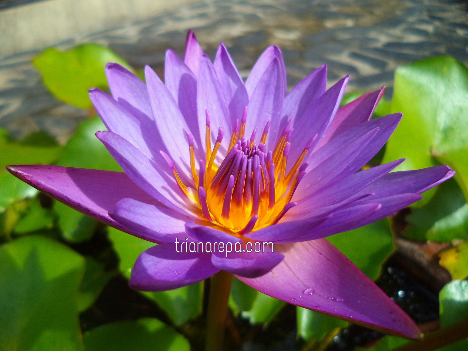 Talay Noy Surganya Pecinta Teratai Sang Pejalan