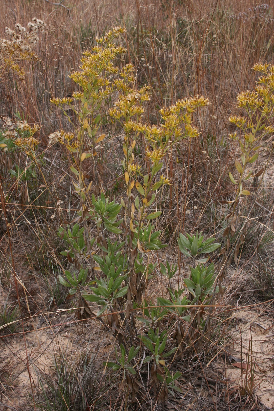 Native Florida Wildflowers Woody Goldenrod Chrysoma pauciflosculosa