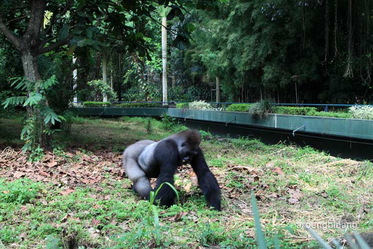 gorilla kebun binatang ragunan jakarta