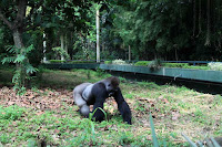 kebun binatang ragunan