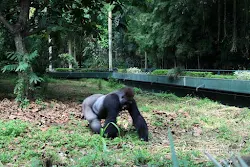 gorilla kebun binatang ragunan jakarta