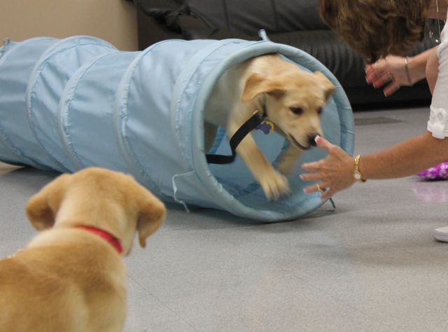 Labrador Dog Training Dog Training