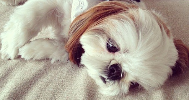 3 coisas que podem ferir os sentimentos do seu SHIH TZU
