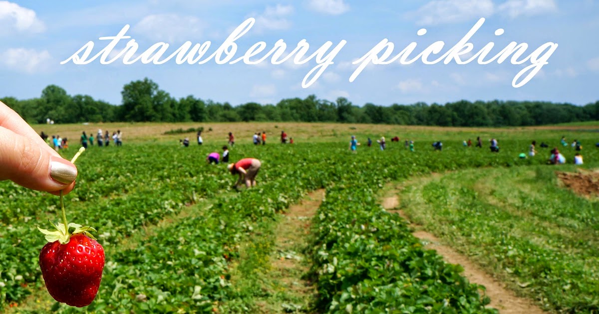 Strawberry Picking
