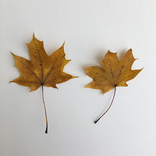 Preserved leaves