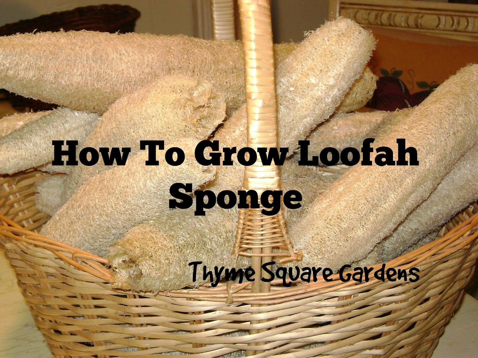 TSG How To Grow Loofah Sponge Gourds