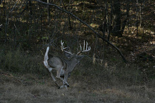 Buck Naked: Flight Distance in Deer