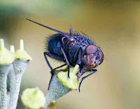http://sciencythoughts.blogspot.co.uk/2014/04/detecting-presence-of-mammal-species.html